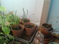 amaryllis seedlings update