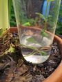 mint cuttings make roots