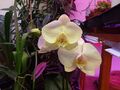 big white phalaenopsis blooms