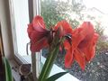 amaryllis first spike flowering