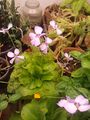 pinguicula weser feeds on little insects