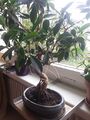 ficus bonsai air roots