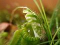 cephalotus trap macro shot