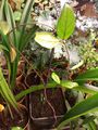 hoya carnosa, or porcelainflower; just potted in