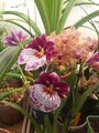 miltoniopsis orchid