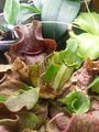 sarracenia, with new pitchers growing