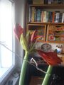 big red amaryllis flower before opening