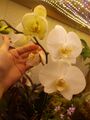 blooming rescued orchid